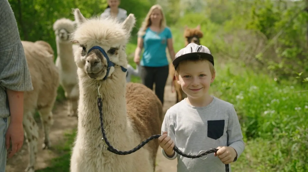 A child leads an alpaca on a hike
