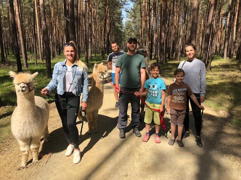 A group of people on a hike with alpacas