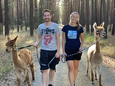 A couple walking with alpacas
