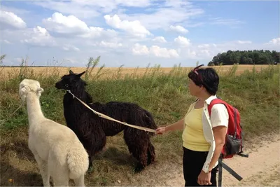 A woman walking with an alpaca