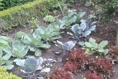 Gemüsegarten