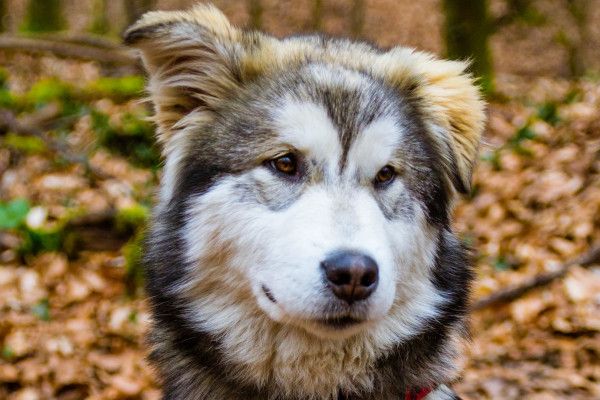 Huskywanderung - Image 2