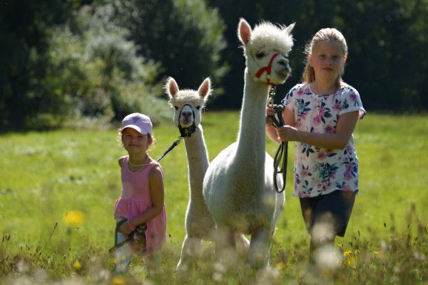 Alpaka-Erlebniswanderung in Iggensbach für 2 Erwachsene - Image 2