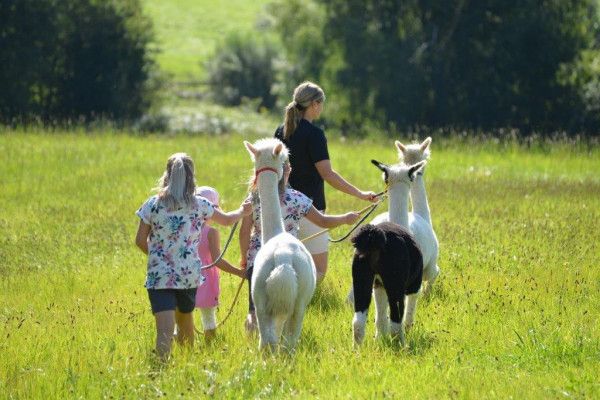 Alpaka-Erlebniswanderung für Kinder (3-14 J.) mit Erziehungsberechtigten - Image 1