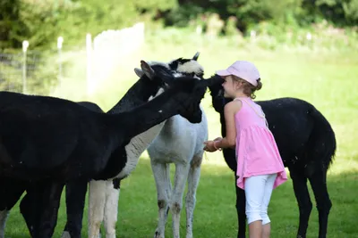 Alpaka-Erlebniswanderung für Kinder (3-14 J.) mit Erziehungsberechtigten - Image 2
