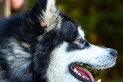 Adrenalintours - Huskywanderung Harz