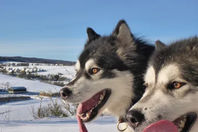 Huskywanderung - Image 4