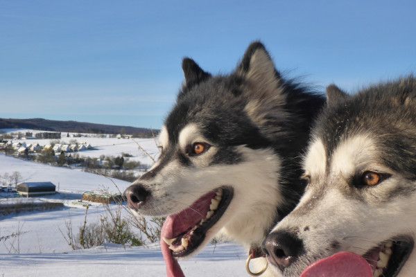 Huskywanderung - Image 4