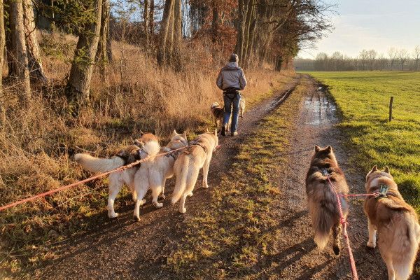 Husky-Wanderung im Unterallgäu 3,50 Std. - Image 5