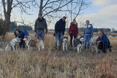 Husky-Wanderung im Unterallgäu 5,0Std - Image 6