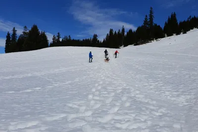 Husky-Schneeschuhwanderung 3,50Std - Image 1