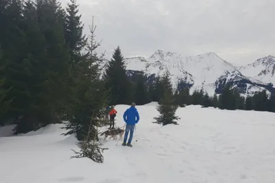 Husky-Schneeschuhwanderung 5,0Std - Image 2