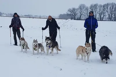 Husky-Schneeschuhwanderung 5,0Std - Image 3