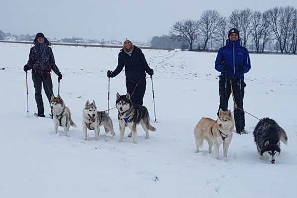Husky-Schneeschuhwanderung 3,50Std - Image 3