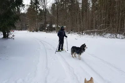 Husky-Schneeschuhwanderung 3,50Std - Image 4
