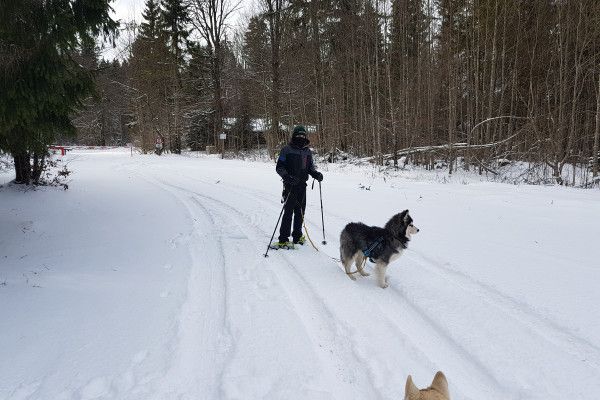 Husky-Schneeschuhwanderung 5,0Std - Image 4