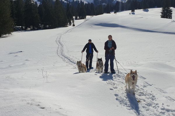 Husky-Schneeschuhwanderung 3,50Std - Image 5