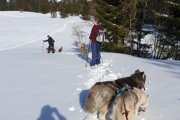 Husky-Schneeschuhwanderung 3,50Std - Image 6