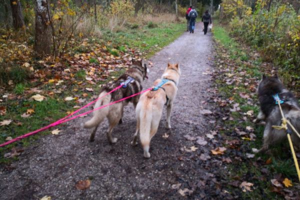 Husky-Wanderung im Unterallgäu 5,0Std - Image 1