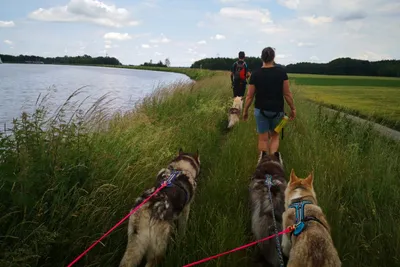 Husky-Wanderung im Unterallgäu 5,0Std - Image 0
