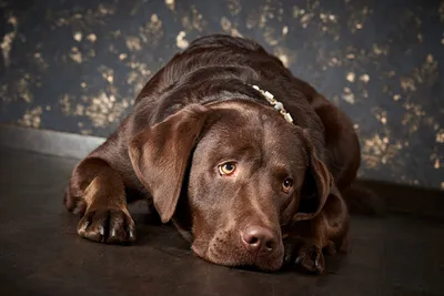 Hunde-Fotoshooting - Gift Image