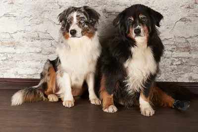 Fotoshooting Hund mit Lieblingsmensch/en in Hamburg - Image 3
