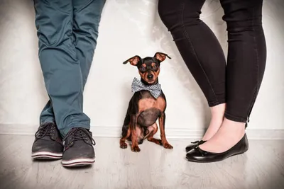 Fotoshooting Hund mit Lieblingsmensch/en in Wuppertal - Image 4