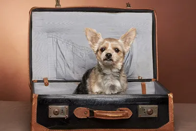 Fotoshooting Hund mit Lieblingsmensch/en in Hamburg - Image 1