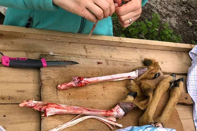 Wildtierverarbeitung Kompakt - Tageskurs Schwarzwald - Image 3