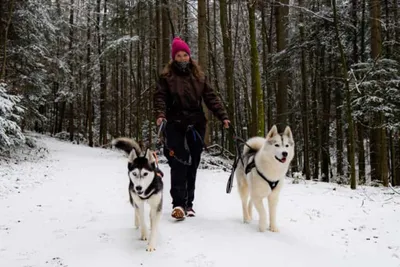 Husky-Wanderung - Gift Image