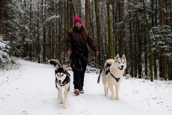 Husky-Erlebniswanderung - Image 1