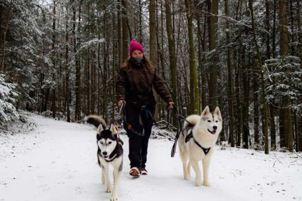 Kleine Husky-Auszeit - 1,5 Stunden - Image 2