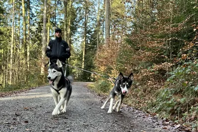 Husky-Erlebniswanderung - Image 2