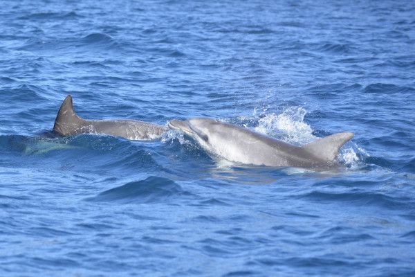 Half Day tour to Figarolo and Capo Figari with Dolphin watching - Image 0