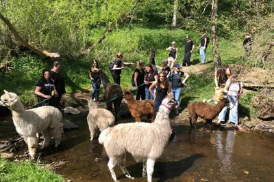 Alpakas & Lamas an ihrem Badeplatz