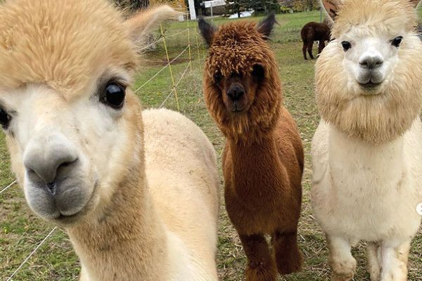 Alpakas Semmel, Pippin and Legolas