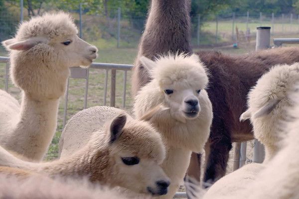 Alpacas Legolas, Gandalf, and Semmel