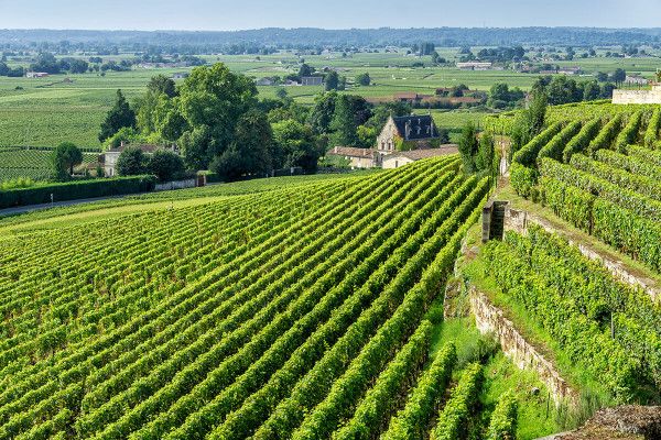 Bordeaux-Weine für den alltäglichen Genuss - Image 1
