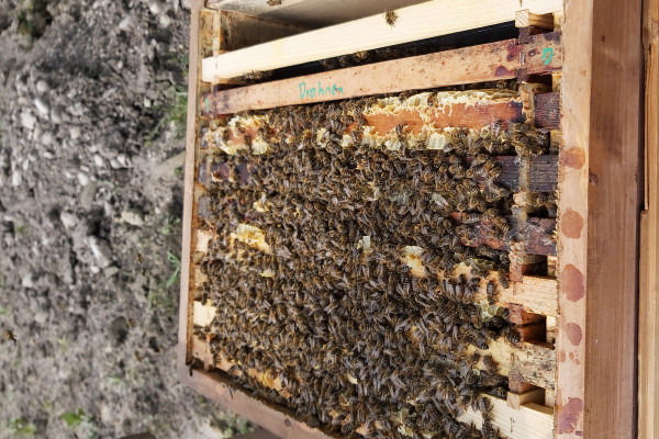 Bienenpate Spezial mit Honigverkostung für zwei - Image 2