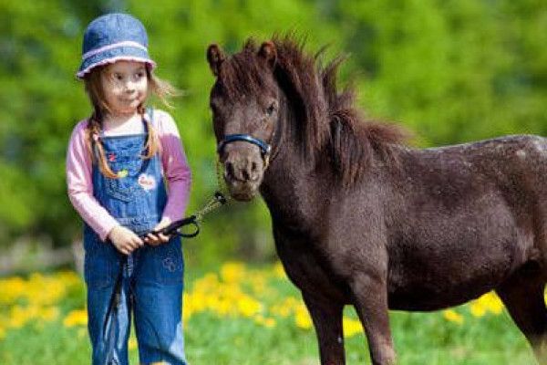 Ponyspaziergang an den Ostseelagunen - Image 2