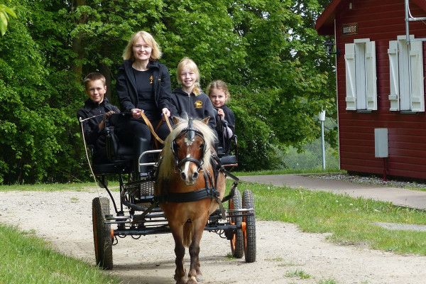 Ponykutschfahrten in Barth - Image 2