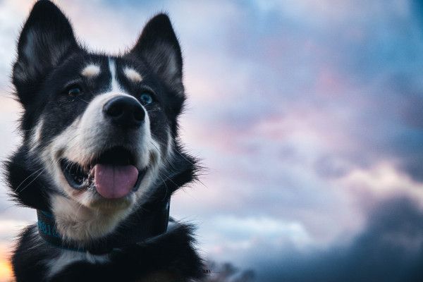 Kleine Husky-Auszeit - 1,5 Stunden - Image 0