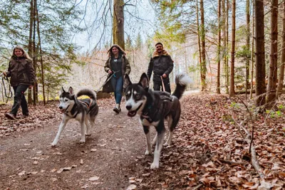 Husky-Erlebniswanderung - Image 3