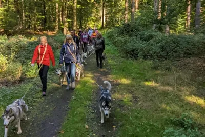 Husky-Wanderung - Gift Image