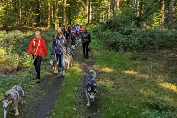 Husky-Trekking - Image 0
