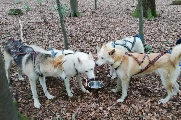 Husky-Trekking - Image 3