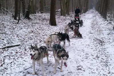 Husky-Workshop - Image 0
