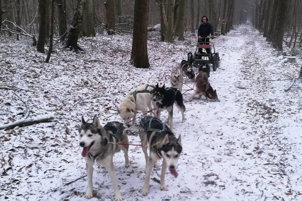 Husky-Workshop - Image 0