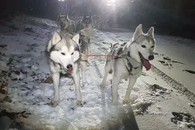 Husky-Workshop - Image 1