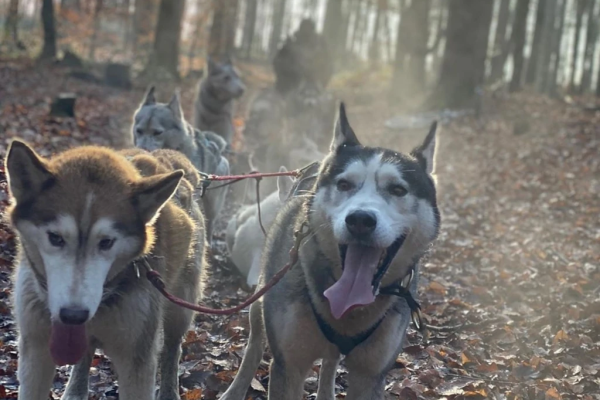 Husky-Workshop - Image 2